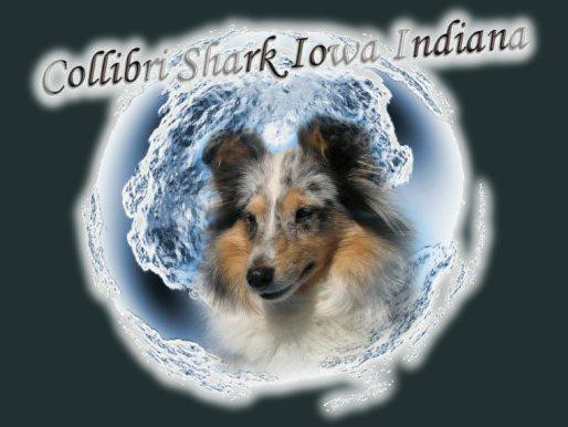 fotomon_chov_collibri_shark_iowa_indiana.jpg