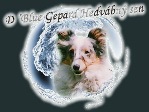 fotomon_chov_d_blue_gepard_hedvabny_sen.jpg